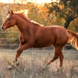 MSM for pet food and mobility supplements for dogs and horses